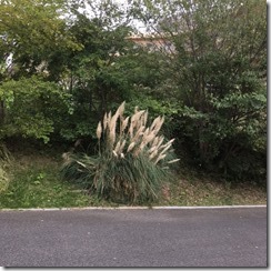 庭4