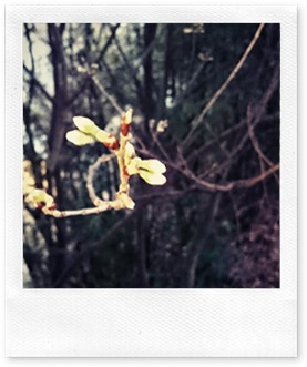 コアー桜