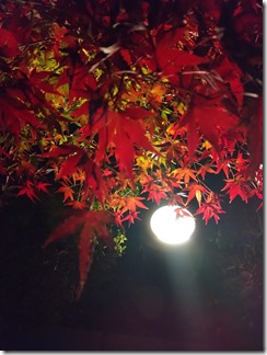 紅葉